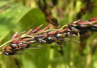 蜀黍是什么植物