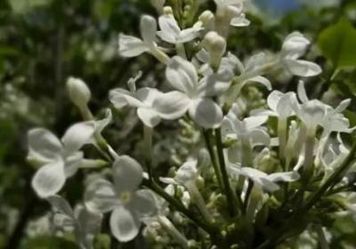 白丁香和丁香一樣嗎