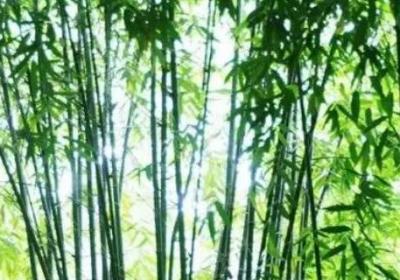 竹子的壽命一般多長(zhǎng)