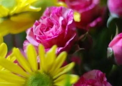 菊花配玫瑰有什么寓意