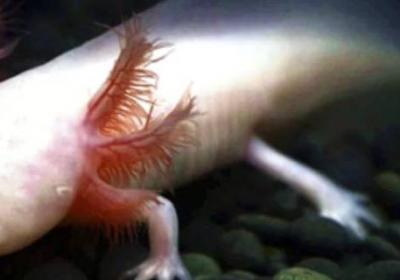 六角恐龍魚是不是保護動物