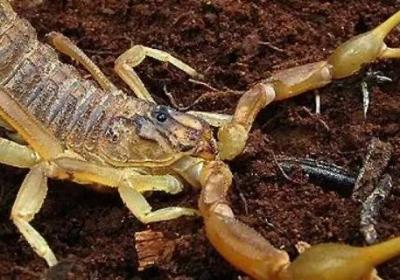 朗格多克蝎生活在什么海的沿岸