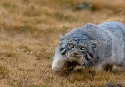 兔猻是幾級保護(hù)動物