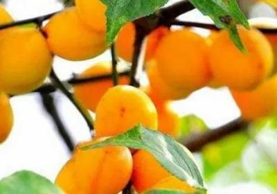 梅子黃的時候是什么季節