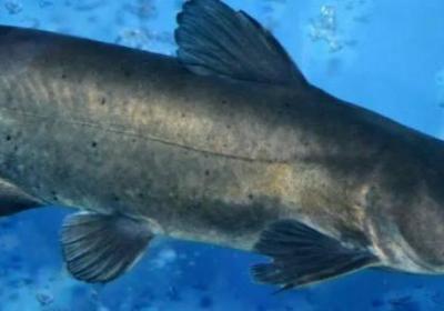 鮰魚是海魚還是河魚