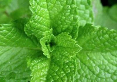 薄荷成分是什么