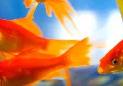 金魚的身體特征和功能