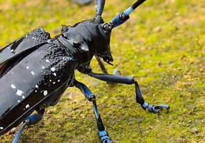 鞘翅目昆蟲有哪些