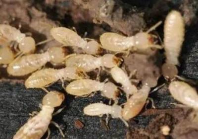 白蟻和螞蟻的區別