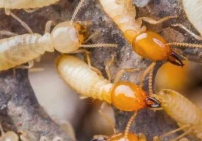 白蟻吃混凝土嗎