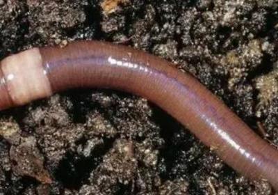 蚯蚓的結(jié)構(gòu)