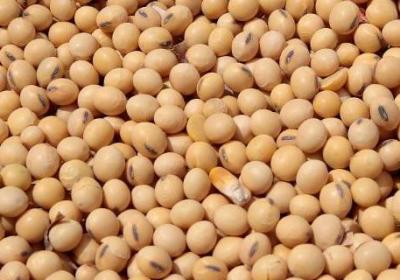 中國大豆進口比例是多少