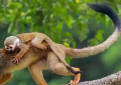 蜘蛛猴的尾巴像什么