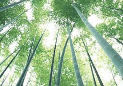 韓國(guó)有竹子這種植物嗎