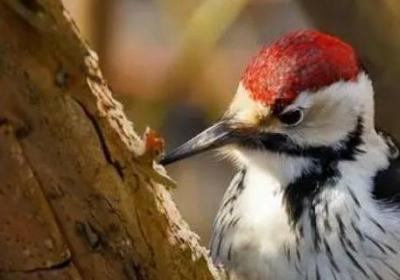 樹和啄木鳥有什么關系