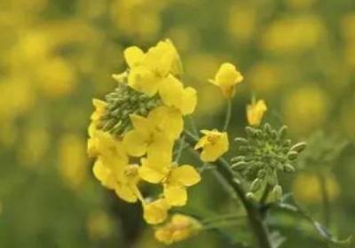 麥花雪白菜花稀是什么季節