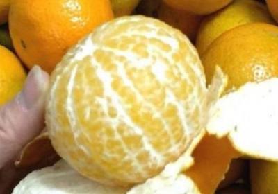 特別大的那種橘子叫什么