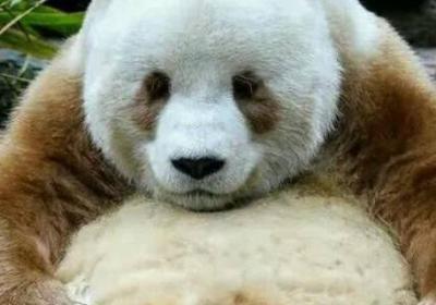 所有大熊貓的毛色都是黑白相間的嗎