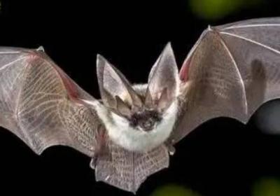 蝙蝠的天敵是什么動物