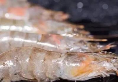 南美白蝦是淡水蝦還是海水蝦