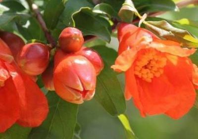 石榴花的氣味是什么味道