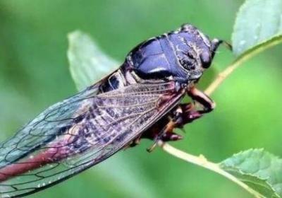 蟬的生活習性有哪些