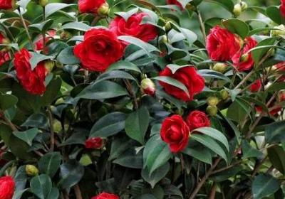 茶花記錄卡怎么寫