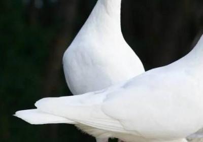 鴿子象征著什么