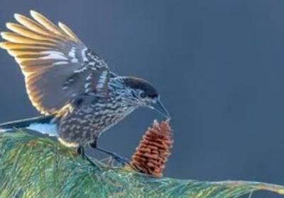 星鴉會像松鼠一樣儲存冬糧嗎