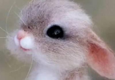 生活中我們該如何愛護(hù)小動物