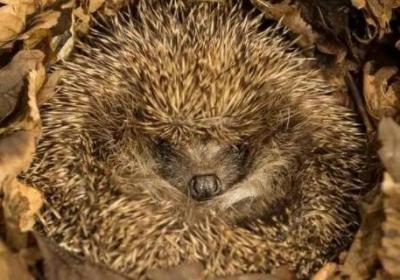 需要冬眠的小動物有哪些