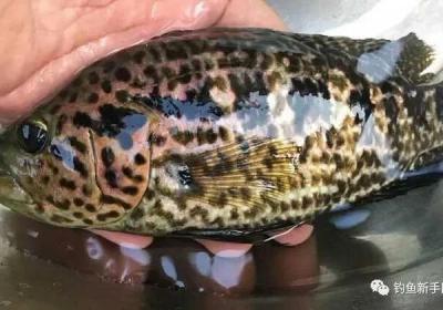 淡水石斑魚(yú)怎么釣上魚(yú)快？