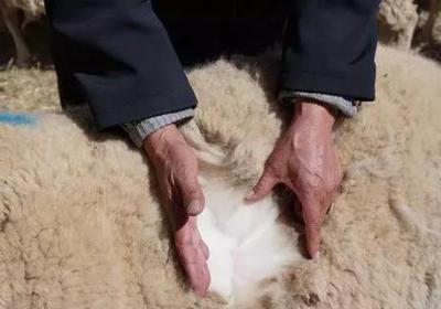 青海人的“羊系列”美食 青海羊肉美食已成為青海風(fēng)味名菜