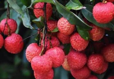 水果美味營養價值高但不是越多越好 8種水果不宜大量食用