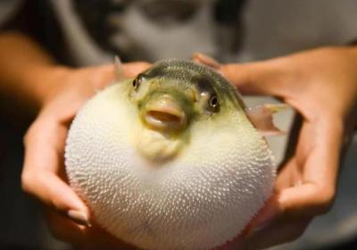 世界上十大最危險(xiǎn)的美食排行榜 1克河豚毒素能使500人喪命