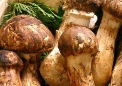 全球各地四大最頂級(jí)美食 松茸被視為食用菇中的極品美味