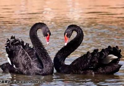 黑天鵝灰犀牛事件是什么意思，黑天鵝灰犀牛事件舉例說明(時(shí)刻警惕)