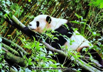 都江堰有什么好玩的旅游景點，都江堰旅游景點五大必去推薦