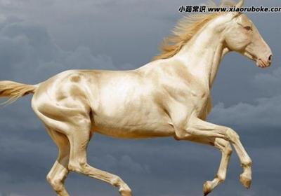 汗血寶馬真的存在嗎，存在又叫阿哈爾捷金馬(日行千里)