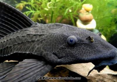 世界十大垃圾魚，十大公認最臟的魚(吃多了容易中毒)