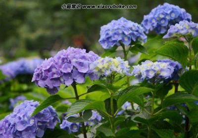 繡球花為什么又叫死人花，彼岸花又叫死人花(寓意美好)