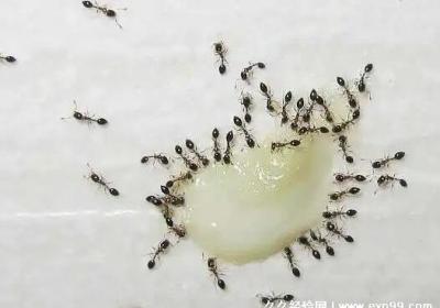 家里有螞蟻怎么能徹底消滅，用檸檬噴霧肥皂水簡單消滅