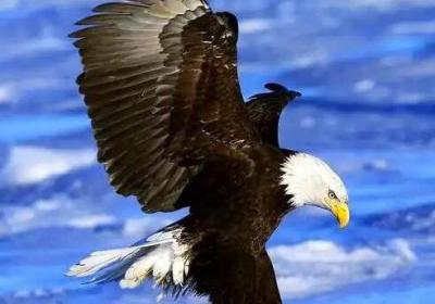 美國的國寶是什么動物，是白頭海雕(美國的國獸是美洲野牛)
