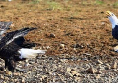 美國的國寶是什么動物，叫白頭海雕(是北美洲特產物種)