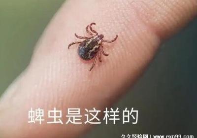 蜱蟲一般在哪里會出現(xiàn)，植物茂盛的地方牲畜等動物皮毛間