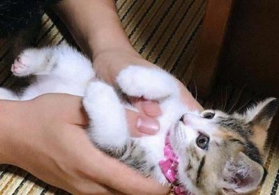 怎么確定貓認主人了，5種表現(xiàn)就能看出(會讓你摸肚子)