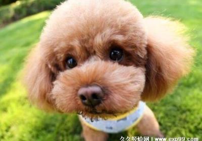 寵物狗品種大全及價格圖片，含泰迪狗邊牧犬比熊犬等圖片及價格