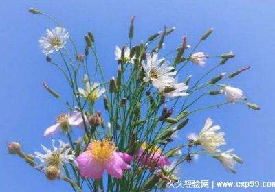 生活隨心的句子，幽默又充滿哲理的短句