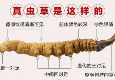 冬蟲夏草怎么辨別，教你一招辨別真假好壞(聞氣味看顏色足數)