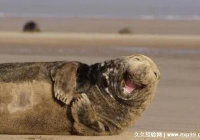 一秒笑噴的笑話，笑到岔氣的幽默冷笑話大全(適合哄女朋友開心)